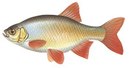 Nimfey - иконка «рыбалка» в Уссурийске